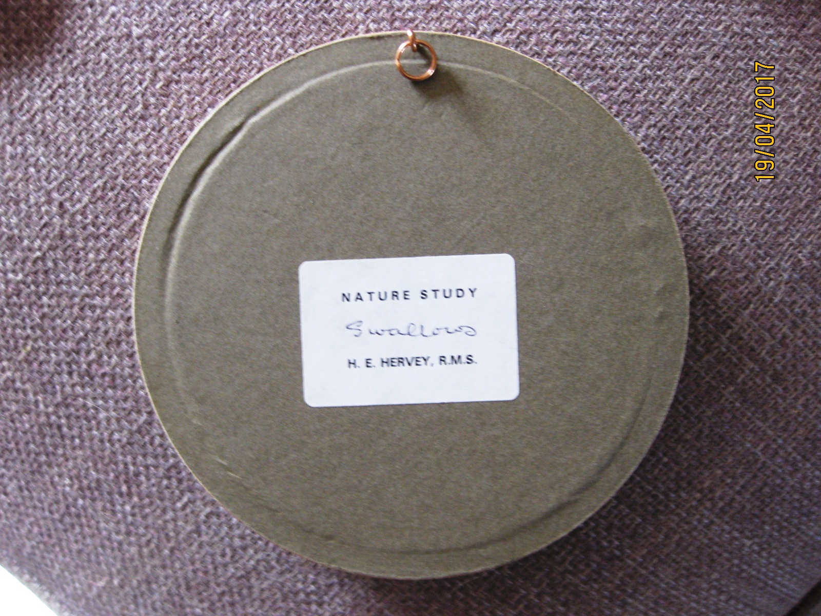 Swallows (5-inch)